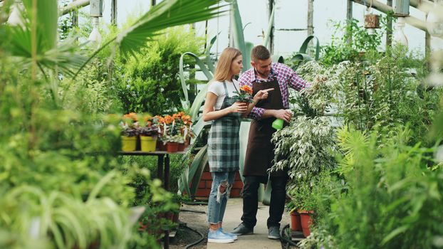 Organic fertilizer bags and potting soil