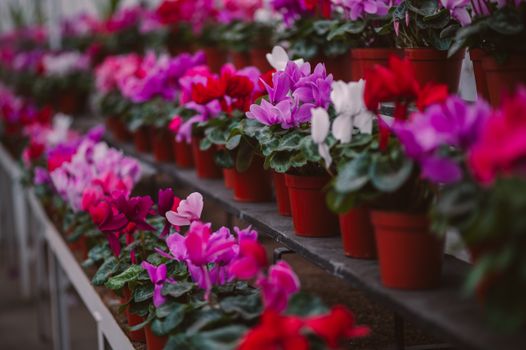 Assorted seed packets and containers